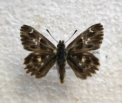Muschampia floccifera