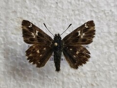 Muschampia floccifera