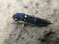 Cicadellinae
