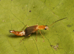 Carphurus longus