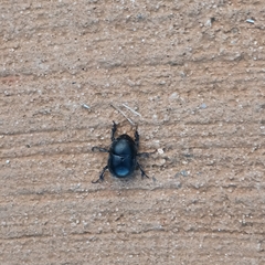 Thorectes balearicus