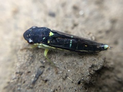 Cicadellinae