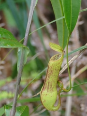 Nepenthes gracilis