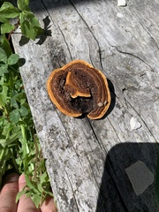 Gloeophyllum trabeum