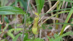 Nepenthes gracilis