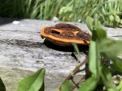 Gloeophyllum trabeum