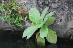 Ficus hispida