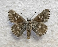 Muschampia floccifera