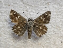 Muschampia floccifera