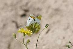 Zegris eupheme menestho