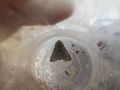 Apocheima cinerarius