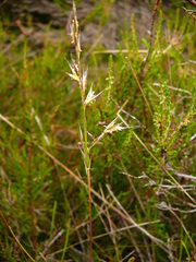 Rytidosperma setifolium