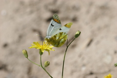 Zegris eupheme menestho
