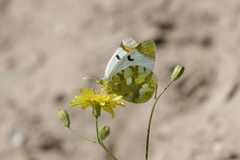 Zegris eupheme menestho