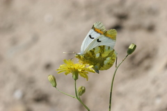 Zegris eupheme menestho