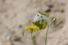Zegris eupheme menestho