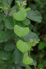 Cissampelos torulosa