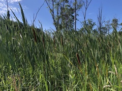 Typha orientalis