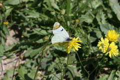 Zegris eupheme menestho