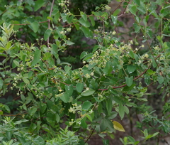 Helinus integrifolius