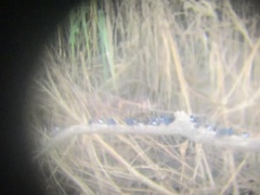 Pygochelidon cyanoleuca