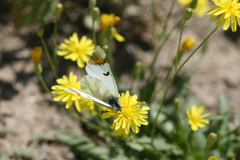 Zegris eupheme menestho