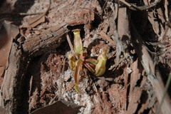 Nepenthes