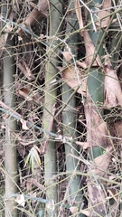 Bambusa stenostachya