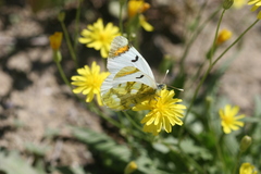 Zegris eupheme menestho