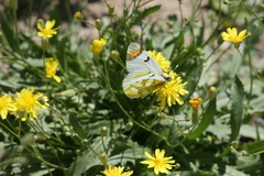 Zegris eupheme menestho
