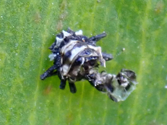 Cleobora mellyi