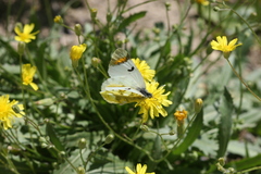Zegris eupheme menestho