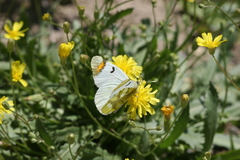 Zegris eupheme menestho