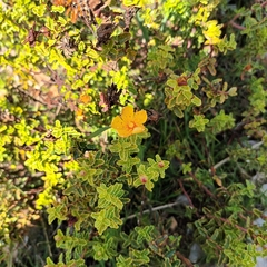 Hypericum balearicum