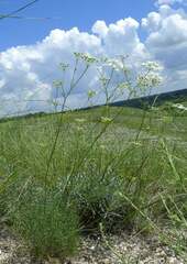 Pimpinella titanophila