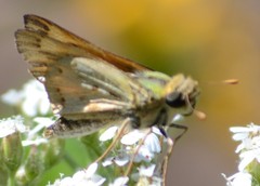 Hylephila phyleus
