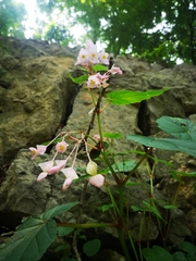 Begonia grandis