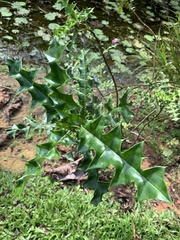 Acanthus ilicifolius