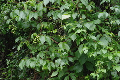 Cyphostemma hypoleucum