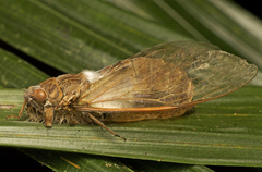 Chlorocysta suffusa
