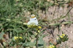 Zegris eupheme menestho