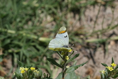 Zegris eupheme menestho