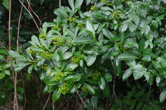 Psychotria capensis
