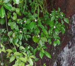 Impatiens hochstetteri