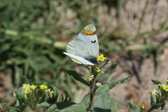 Zegris eupheme menestho