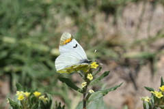 Zegris eupheme menestho