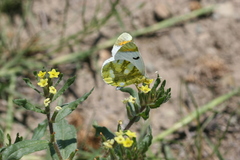 Zegris eupheme menestho