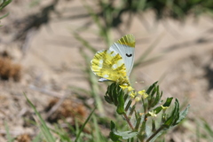 Zegris eupheme menestho
