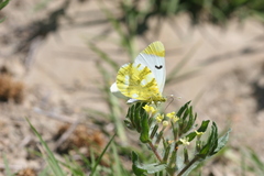 Zegris eupheme menestho