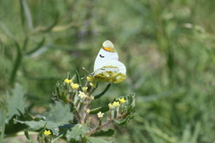 Zegris eupheme menestho